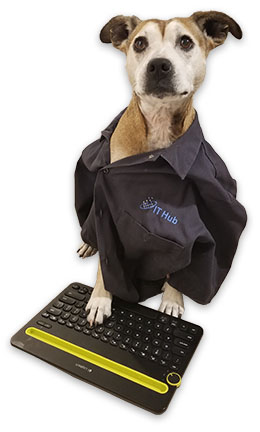 Layla, the IT Hub office dog, standing behind a keyboard wearing an IT Hub jacket